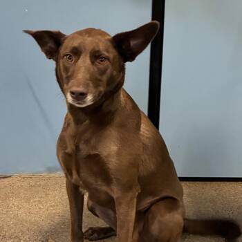 Eagle -  Mixed Breed Dog for Adoption in Portland, Oregon - Eagle | PetCurious