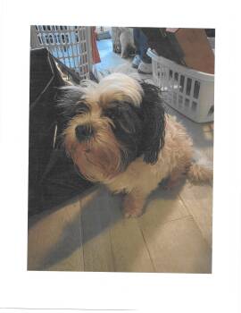 Snickers -  Shih Tzu and Mixed Breed Dog for Adoption in Jefferson, Louisiana - Snickers | PetCurious