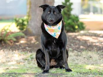 Tamela -  German Shepherd Dog and Labrador Retriever Dog for Adoption in Portland, Oregon - Tamela | PetCurious
