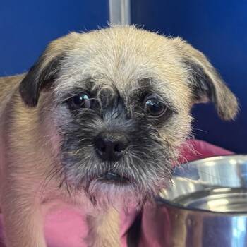 112782 -  Mixed Breed Dog for Adoption in Las Cruces, New Mexico - 112782 | PetCurious