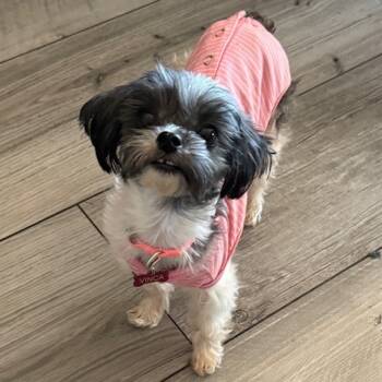 Rescue Shih Tzu and Mixed Breed Dogs for Adoption in Jacksonville, Florida - VINCA | PetCurious