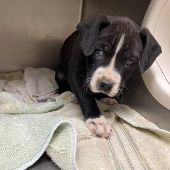 Mixed Breed Dogs Available for Adoption in Chattanooga, Tennessee - Lilly Allen | PetCurious