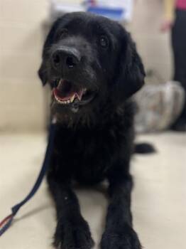 Rescue Labrador Retriever and Mixed Breed Dogs for Adoption in Aliquippa, Pennsylvania - RANGER | PetCurious