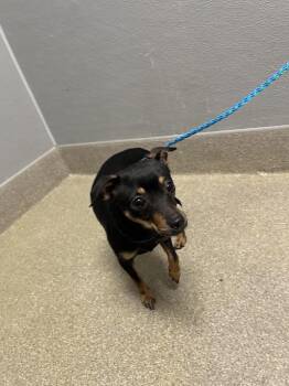 Chihuahua Dogs Available for Adoption in Las Vegas, Nevada - HAPPY FEET | PetCurious
