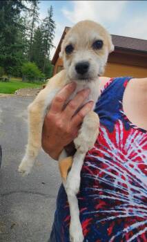 Pickles -  Wirehaired Terrier and Poodle Dog for Adoption in Thompson Falls, Montana - Pickles | PetCurious