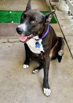 American Staffordshire Terrier and Boston Terrier Dogs Available for Adoption in Liverpool, Texas - Poochy | PetCurious