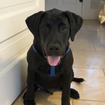 Nebulous -  Black Labrador Retriever Dog for Adoption in Pflugerville, Texas - Nebulous | PetCurious