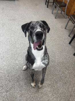 Izzy -  Great Dane Dog for Adoption in Findlay, Ohio - Izzy | PetCurious
