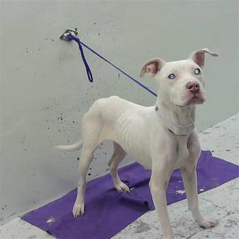 KILLO -  Dogo Argentino and Mixed Breed Dog for Adoption in Houston, Texas - KILLO | PetCurious