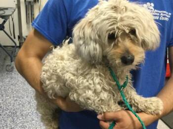 Terrier and Mixed Breed Dogs Available for Adoption in Thousand Palms, California - A1909458 | PetCurious