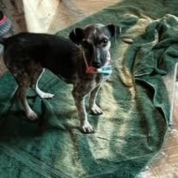 Mia -  Chihuahua and Dachshund Dog for Adoption in Union Beach, New Jersey - Mia | PetCurious