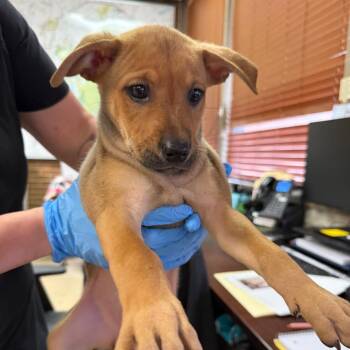 Lilo -  Terrier Dog for Adoption in Birmingham, Alabama - Lilo | PetCurious