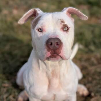 Rescue Terrier Dogs for Adoption in Waynesboro, Pennsylvania - Smalls | PetCurious