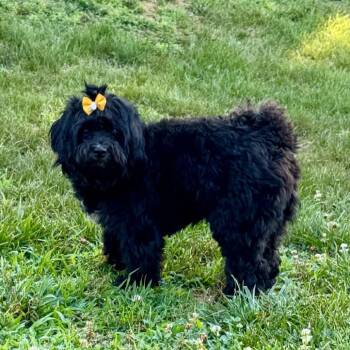 Fia -  Mixed Breed Dog for Adoption in Fredericksburg, Virginia - Fia | PetCurious