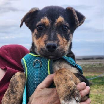 German Shepherd Dog Dogs Available for Adoption - Ruby | PetCurious