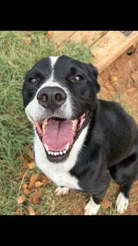Izzy -  Border Collie and Pit Bull Terrier Dog for Adoption - Izzy | PetCurious