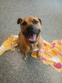 Mocha -  Pit Bull Terrier and Mixed Breed Dog for Adoption in Westland, Michigan - Mocha | PetCurious