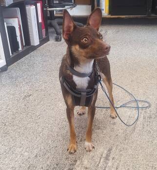 Merida -  Chihuahua Dog for Adoption in Hayward, Wisconsin - Merida | PetCurious