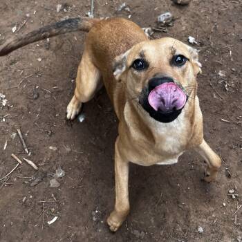 Black Mouth Cur Dogs Available for Adoption in Pottsboro, Texas - Sandy | PetCurious