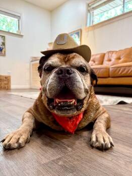 Bulldog and French Bulldog Dogs Available for Adoption in Friendswood, Texas - Tater Tot Waddle Woo | PetCurious