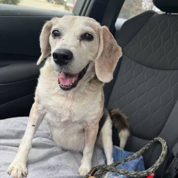 Rescue Beagle Dogs for Adoption in Nowata, Oklahoma - Riley | PetCurious