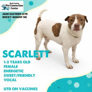 SCARLETT  Available NOW - ADOPTION or RESCUE! -  Mixed Breed Dog for Adoption in Nashville, North Carolina - SCARLETT  Available NOW - ADOPTION Or RESCUE! | PetCurious