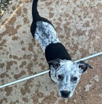 Tigger & Roo -  Cattle Dog Dog for Adoption in Davis, California - Tigger & Roo | PetCurious