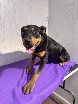 German Shepherd Dog and Rottweiler Dogs Available for Adoption in Opelousas, Louisiana - CHOP | PetCurious