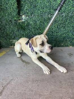 Pit Bull Terrier and Mixed Breed Dogs Available for Adoption - 60614569 | PetCurious