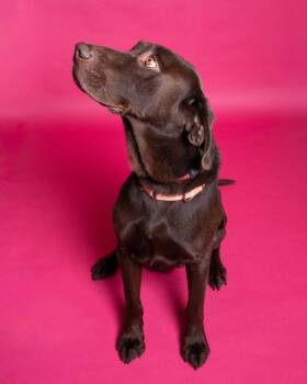 *Comrade* -  Labrador Retriever Dog for Adoption in Salt Lake City, Utah - *Comrade* | PetCurious