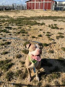 Muses -  Pit Bull Terrier and Mixed Breed Dog for Adoption in Atlanta, Georgia - Muses | PetCurious