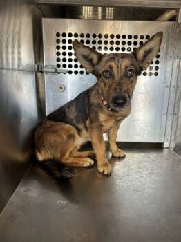 Rescue Dachshund and Mixed Breed Dogs for Adoption in Fort Worth, Texas - 59752024 | PetCurious