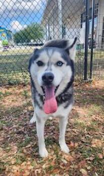 Siberian Husky Dogs Available for Adoption in Winter Haven, Florida - Ace | PetCurious