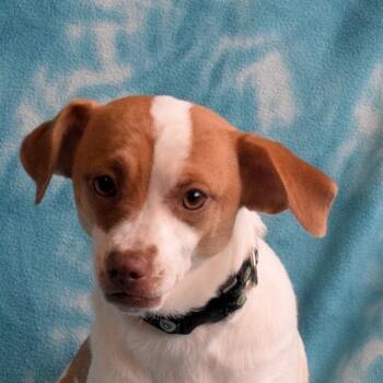 Rescue Chihuahua and Mixed Breed Dogs for Adoption in Eureka, California - Cricket | PetCurious