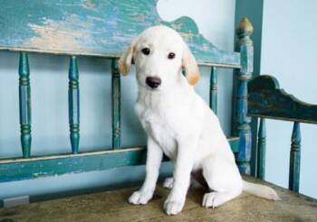 Nicky -  Labrador Retriever and Great Pyrenees Dog for Adoption in San Antonio, Texas - Nicky | PetCurious