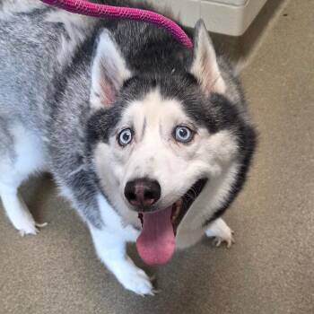 Sadie -  Siberian Husky Dog for Adoption in Council Bluffs, Iowa - Sadie | PetCurious