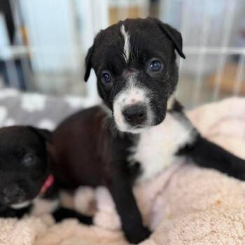 Yogi (C000-249) - Costa Mesa Location *Available 7/3* -  Labrador Retriever and Border Collie Dog for Adoption in Chino Hills, California - Yogi (C000-249) - Costa Mesa Location *Available 7/3* | PetCurious
