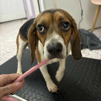 Rescue Beagle Dogs for Adoption in Northbrook, Illinois - Fireball | PetCurious