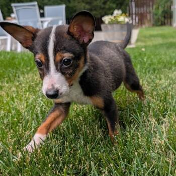 Alice -  Australian Cattle Dog Blue Heeler Dog Available for Adoption in Newport, Washington - Alice | PetCurious