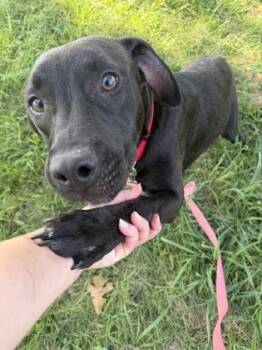 Bumble -  Pit Bull Terrier and Mixed Breed Dog for Adoption in Kansas City, Missouri - Bumble | PetCurious