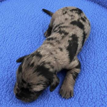 Malik -  Catahoula Leopard Dog Dog for Adoption in Grand Bay, Alabama - Malik | PetCurious
