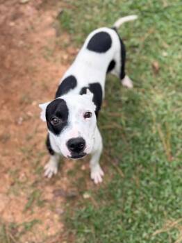 Tom -  Mixed Breed Dog for Adoption - Tom | PetCurious