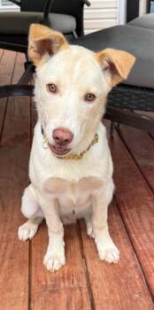 Yellow Labrador Retriever Dogs Available for Adoption in Newnan, Georgia - Chief | PetCurious