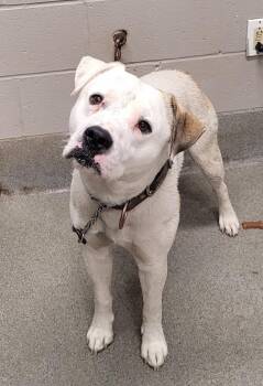 Roscoe/Stich -  American Bulldog Dog for Adoption in Hopkinsville, Kentucky - Roscoe/Stich | PetCurious
