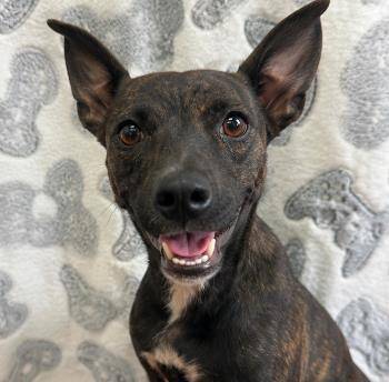 Tasha -  Mixed Breed Dog for Adoption in West Chester, Pennsylvania - Tasha | PetCurious