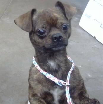 TITO -  Mixed Breed Dog for Adoption in Dallas, Texas - TITO | PetCurious