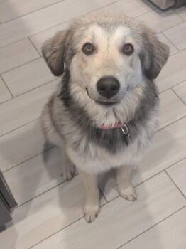 Saoirse -  Australian Cattle Dog Blue Heeler and Husky Dog for Adoption in Fort Lupton, Colorado - Saoirse | PetCurious