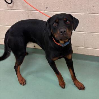 Karmen -  Mixed Breed Dog for Adoption in Memphis, Tennessee - Karmen | PetCurious