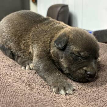 Conrad -  Husky and Mixed Breed Dog for Adoption in Yuma, Arizona - Conrad | PetCurious