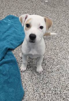 Tessa -  Australian Cattle Dog Blue Heeler Dog Available for Adoption - Tessa | PetCurious